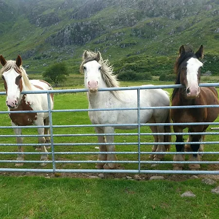 Purple Mountain キラーニー